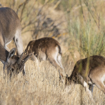 CERVATILLOS PASTANDO.