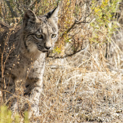 LINCE IBÉRICO.