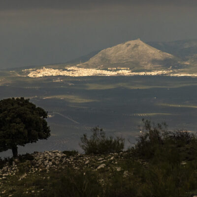 MAR DE OLIVOS DE MARTOS.